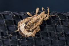 Pseudocneorhinus obesus