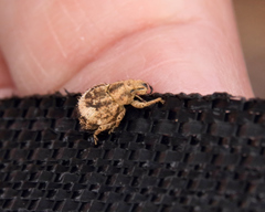 Pseudocneorhinus obesus