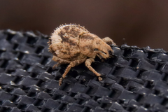 Pseudocneorhinus obesus