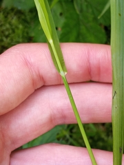 Melica subulata