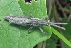 Algete brunneri