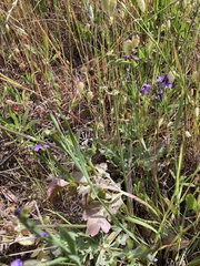 Sanicula bipinnatifida