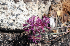 Allium abramsii