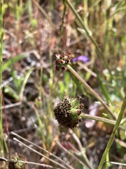 Sanicula bipinnatifida