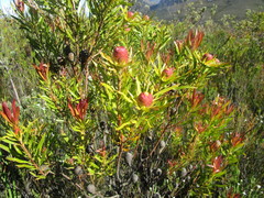 Leucadendron conicum