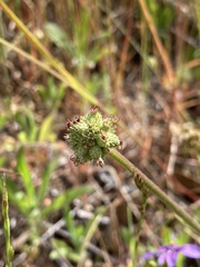 Sanicula bipinnatifida
