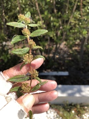 Euphorbia hirta image