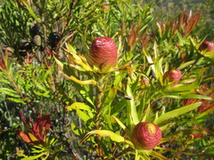 Leucadendron conicum