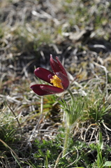 Pulsatilla rubra