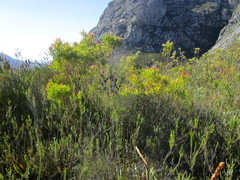 Leucadendron conicum