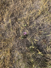 Calochortus splendens