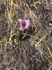 Calochortus splendens