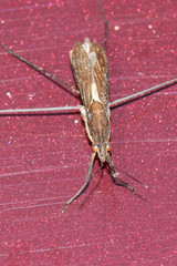 Limnoporus dissortis
