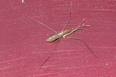 Limnoporus dissortis