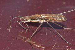 Limnoporus dissortis