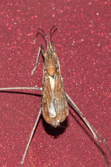 Limnoporus dissortis