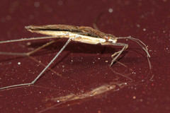 Limnoporus dissortis