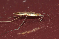 Limnoporus dissortis