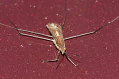 Limnoporus dissortis