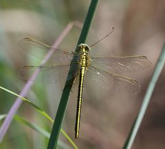 Notogomphus praetorius