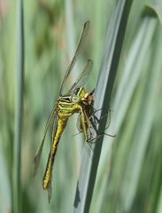 Notogomphus praetorius