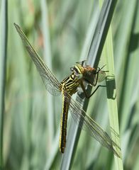 Notogomphus praetorius