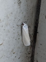Schoenobiinae