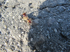 Forficula auricularia