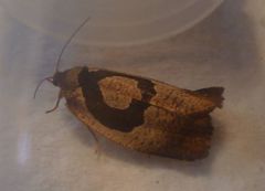 Ochetarcha miraculosa