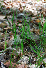 Carex lucorum