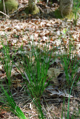 Carex lucorum