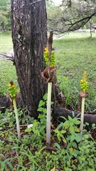 Amorphophallus
