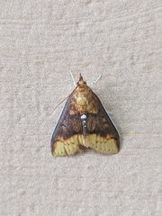 Lipararchis tranquillalis