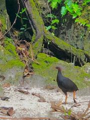 Megapodius laperouse senex