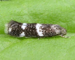 Elachista illectella
