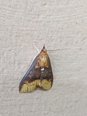 Lipararchis tranquillalis
