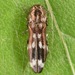 Native Ash Borer - Photo (c) skitterbug, some rights reserved (CC BY), uploaded by skitterbug