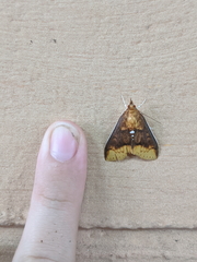 Lipararchis tranquillalis
