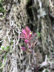 Castilleja vadosa