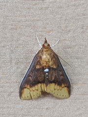 Lipararchis tranquillalis