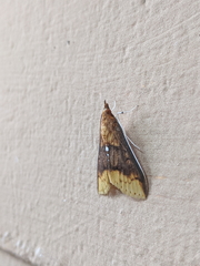 Lipararchis tranquillalis