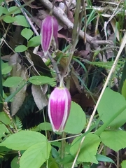 Clematis japonica