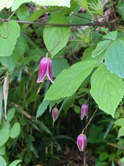 Clematis japonica