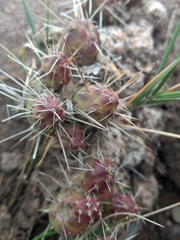 Maihueniopsis ovata