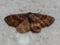 Leptostales rubromarginaria