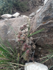 Maihueniopsis ovata