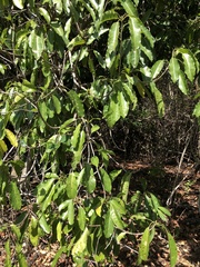 Sideroxylon foetidissimum