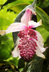 Medinilla magnifica