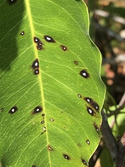 Calonectria