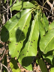 Calonectria